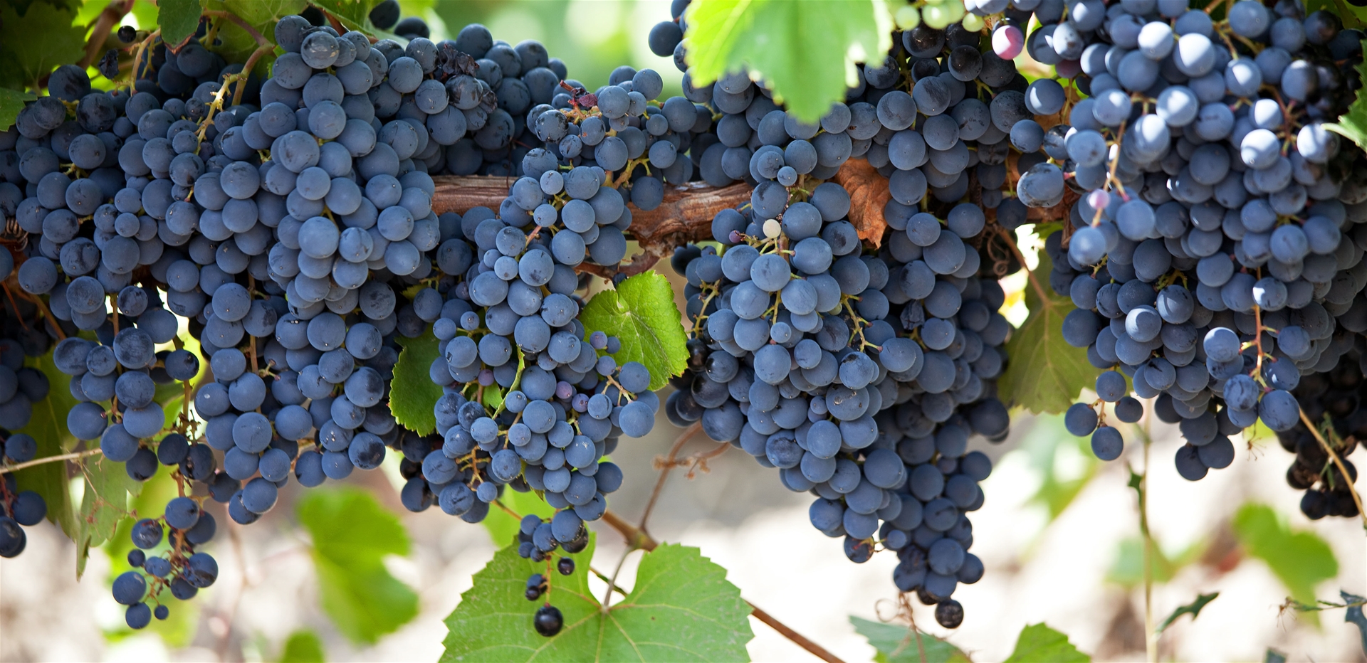 Ripe wine grapes on the vine.